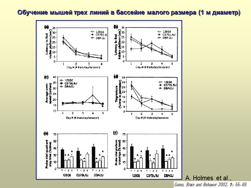 A. Holmes et al.,  Обучение мышей трех линий в бассейне малого размера (1